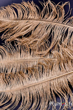 Strauss - 50-60 cm - gold